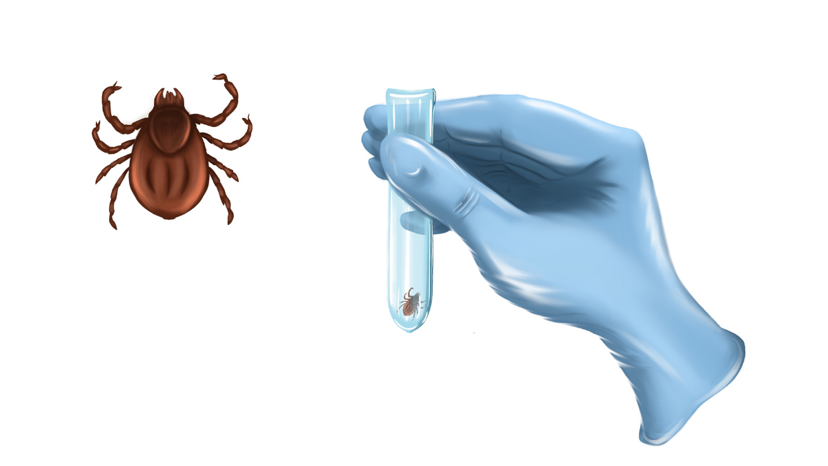 tickborne-diseases-nursing-ce-course-for-rns-and-lpns-859be8b7-d7dc-4589-9eaa-4e23c92ce2e4