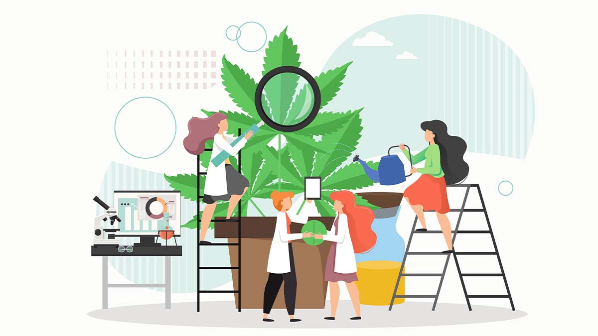 medical-marijuana-use-aprn